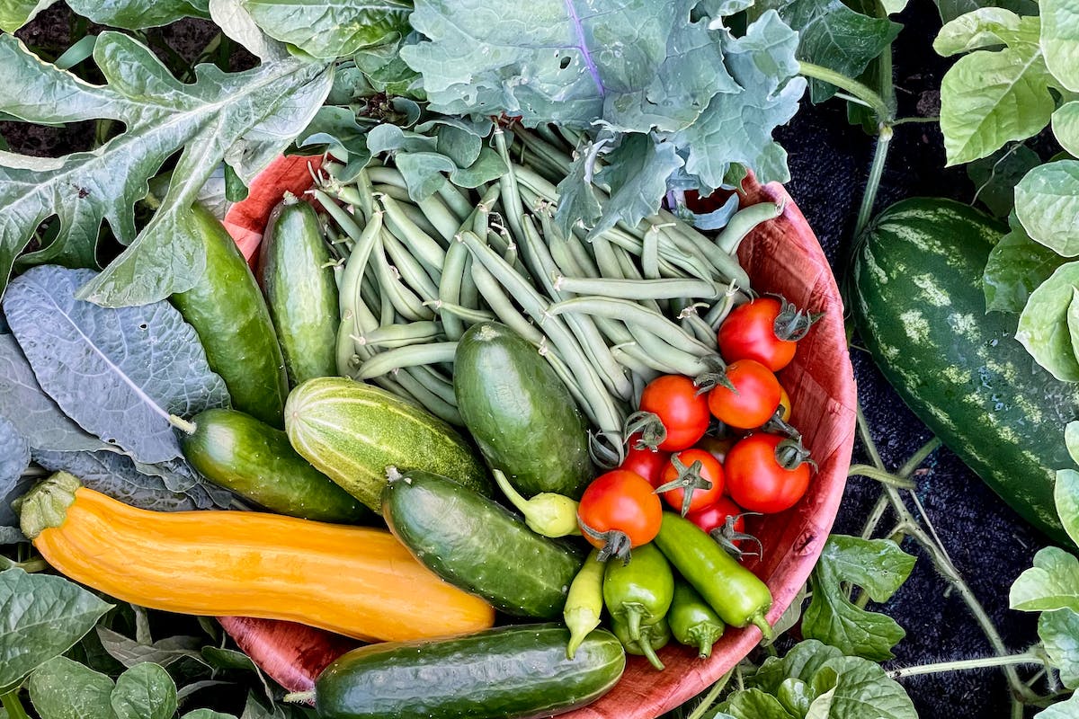 vegan dash diet
